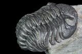 Detailed Morocops Trilobite - Nice Eye Facets #104968-5